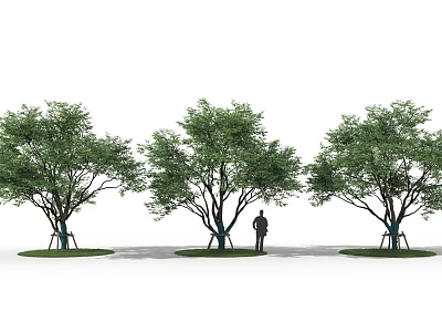 Three Trees in a Row with a Person Standing Next to the Middle One 3d model