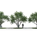 Three Trees in a Row with a Person Standing Next to the Middle One