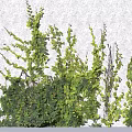 Lush Green Vine Plant With Dense Small Leaves And Trailing Foliage For Natural Garden