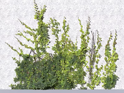 Lush Green Vine Plant With Dense Small Leaves And Trailing Foliage For Natural Garden 3d model