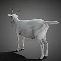 White Goat Standing with Curved Horns in Full Body View on Gray Background