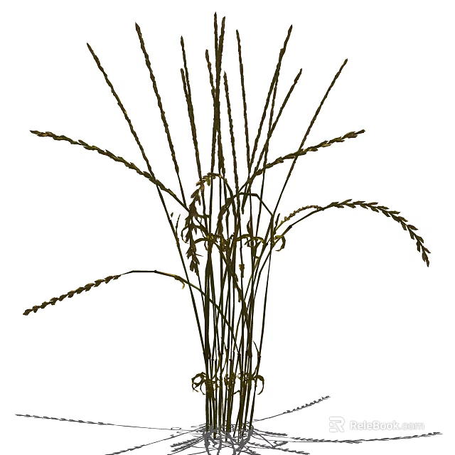 Ornamental Tall Grass With Feathery Spikes For Natural Home Decor 3d model 