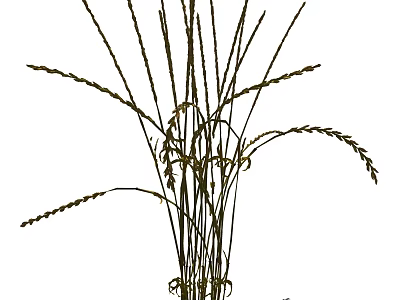 Ornamental Tall Grass With Feathery Spikes For Natural Home Decor 3d model