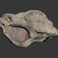 modern conch bone snail field snail shellfish marine animal 3d model