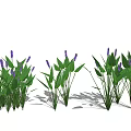 Beautiful Aquatic Plants With Green Leaves And Purple Flowers In Clusters