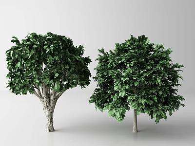 Tall Arbor Trees With Lush Green Foliage And Strong Trunks On White Background 3d model