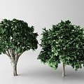 Tall Arbor Trees With Lush Green Foliage And Strong Trunks On White Background