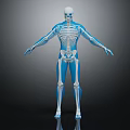 Detailed Human Skeleton Anatomical Model Showing Arm And Leg Bones Limb Organ Structures
