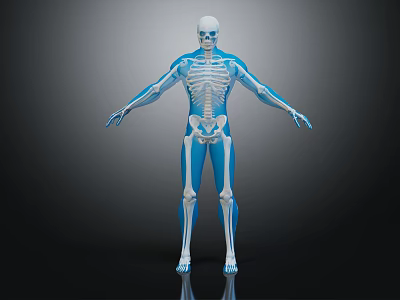 Detailed Human Skeleton Anatomical Model Showing Arm And Leg Bones Limb Organ Structures 3d model