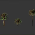 Different Tropical Plants Including Palm Trees And Banana Plants On White Background