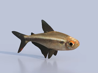 Silver And Brown Striped Fish With Black Fins And Orange Eyes On Light Blue Background 3d model