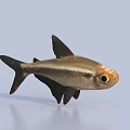 Silver And Brown Striped Fish With Black Fins And Orange Eyes On Light Blue Background