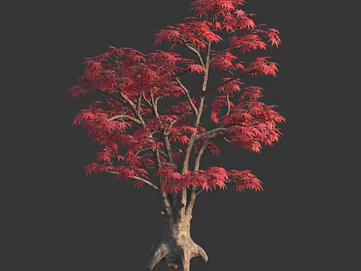 Vibrant Red Leaf Tree with Gnarled Trunk and Lush Foliage 3d model