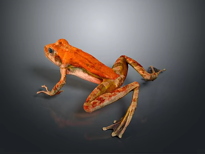 Orange Colored Reptile With Blue Eyes Resting On Gray Surface Background 3d model