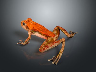 Frog Poison Frog Game Frog Reptile Cold Blooded Animal Reptile 3d model