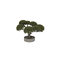 Artistic Bonsai Tree With Twisted Trunk And Lush Green Foliage For Garden Decor