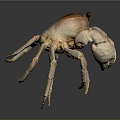 Detailed 3D Rendering of Crab with Brown Carapace and Long Legs
