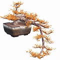 Unique Bonsai Tree With Curved Branches And Orange Yellow Leaves In Square Pot