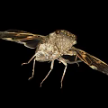 Detailed Cicada With Patterned Transparent Wings And Metallic Body On Black Background