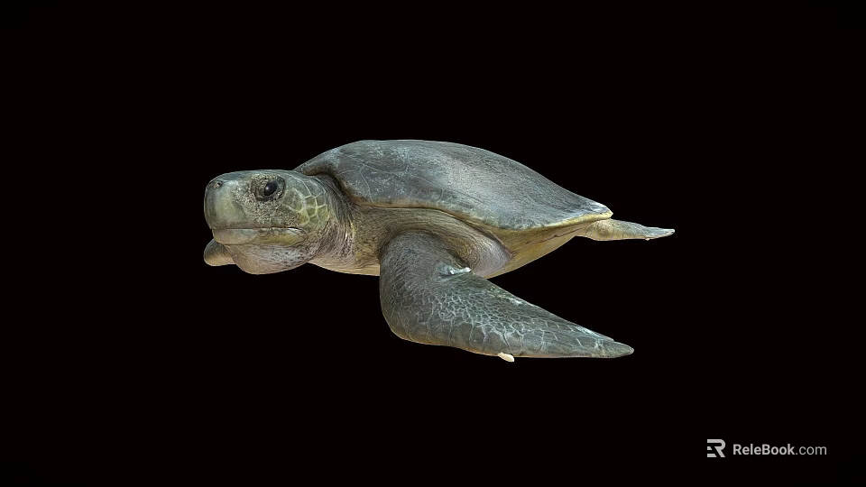 Gray Sea Turtle Swimming On Black Background With Detailed Features 3d model 