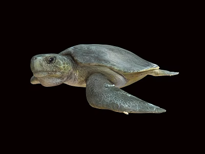 Gray Sea Turtle Swimming On Black Background With Detailed Features 3d model