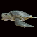 Gray Sea Turtle Swimming On Black Background With Detailed Features