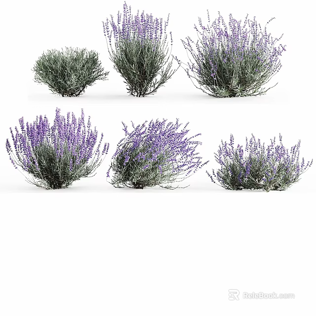 Beautiful Lavender Plants with Purple Flowers and Green Stems Growing in Clusters on White Background 3d model 