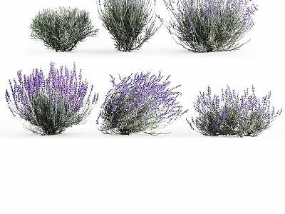 Beautiful Lavender Plants with Purple Flowers and Green Stems Growing in Clusters on White Background 3d model