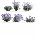 Beautiful Lavender Plants with Purple Flowers and Green Stems Growing in Clusters on White Background