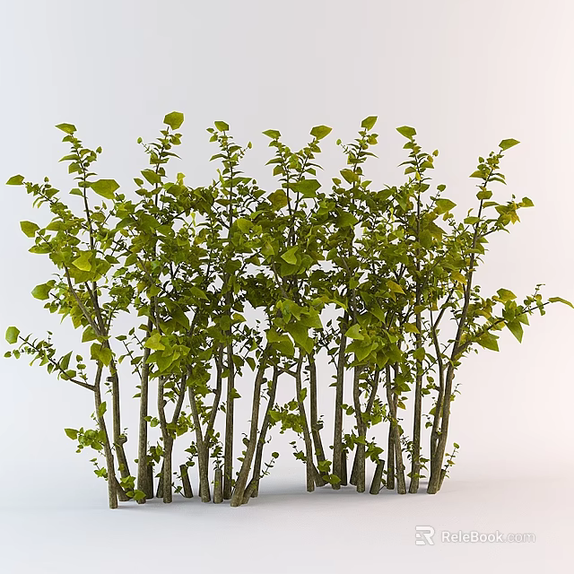 Lush Green Bushes With Slender Trunks And Dense Leaves On White Background 3d model 