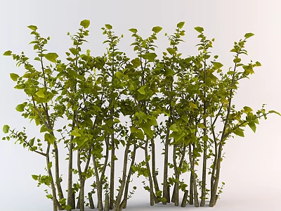 Lush Green Bushes With Slender Trunks And Dense Leaves On White Background 3d model