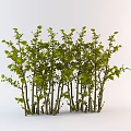 Lush Green Bushes With Slender Trunks And Dense Leaves On White Background