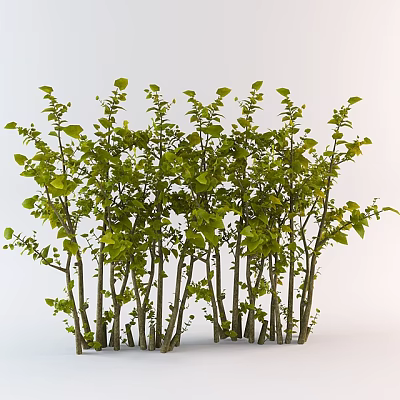 Lush Green Bushes With Slender Trunks And Dense Leaves On White Background 3d model