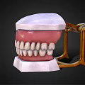 Dental Medical Device With Teeth And Gum Structure For Oral Teaching