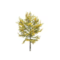 Three Arbor Trees With Vibrant Autumn Leaves In Green And Golden Hues