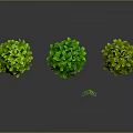 Three Green Spherical Plants Against Gray Background With Reflections And Small Grass Beside Middle One