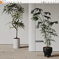 Bonsai Potted Plants With Lush Green Leaves In White And Black Pots On Wooden Floor