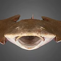 Brown Spotted Flat Fish With Wide Fins And Long Tail Marine Creature