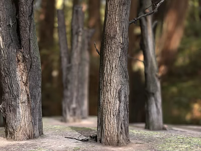 Tall Arbor Tree Trunks With Rough Natural Bark Texture In Forest Environment 3d model