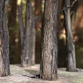 tree arbor big tree sky big tree giant tree landscape tree plant vegetation scanning tree stump scanning big tree 3d model