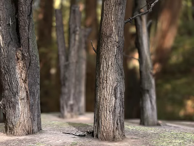 Tall Arbor Tree Trunks With Rough Natural Bark Texture In Forest Environment 3d model Tall Arbor Tree Trunks With Rough Natural Bark Texture In Forest Environment 3d model