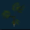 Bonsai Plant With Green Long Fronds In Minimalist Pot On Dark Blue Background