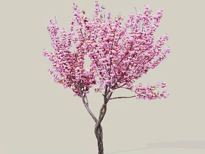 Blooming Tree With Dense Pink Flowers And Dark Twisted Trunk 3d model