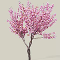 Blooming Tree With Dense Pink Flowers And Dark Twisted Trunk