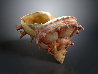 Conch Animal With Spiky Shell Textured Surface And Yellowish Brown Reddish Color 3d model