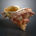 Conch Animal With Spiky Shell Textured Surface And Yellowish Brown Reddish Color