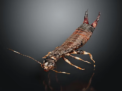 Brown Earwig With Long Antennae And Pincer Tail On Dark Background 3d model