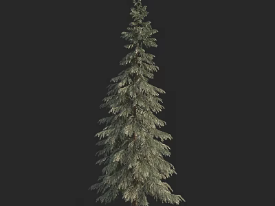 Tall Evergreen Arbor With Dense Green Foliage Isolated On Black Background 3d model
