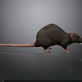 3D Model of Brown Rat With Pink Tail Ears Paws on Dark Background With Reflection
