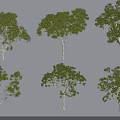 Various Arbor Trees With Different Shapes Green Leaves And White Trunks 3d model